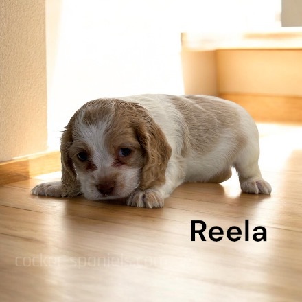 puppy, for, sale, Cocker Spaniel, Joe & Cherri  Overlease, dog, breeder, Miller, MO, dog-breeder, puppy-for-sale, forsale, nearby, find, puppyfind, locator, puppylocator, aca